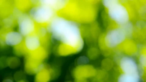 Blurred tree leaves. Stock Footage 77778726