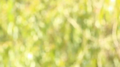 Blurred tree leaves with sunlight, in the evening  Chiangmai Thailand. Stock Footage 158304126