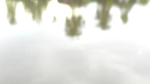 Blurred tree in pond Stock Footage 314919293