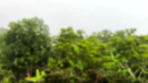 Blurred tree rain Stock Footage 315615033