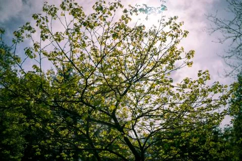 Blurred tree in sunlight May Stock Photos