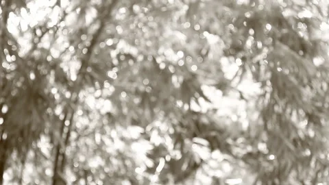Blurred   tree with sunlight in monochrome, in the evening  Chiangmai Thailand. Stock Footage 166261062