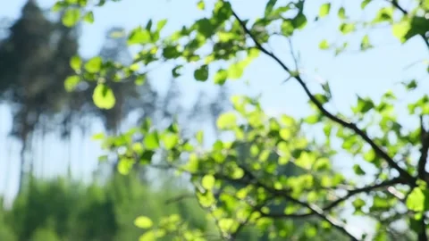 A blurred tree on a sunny day Stock Footage 195190789