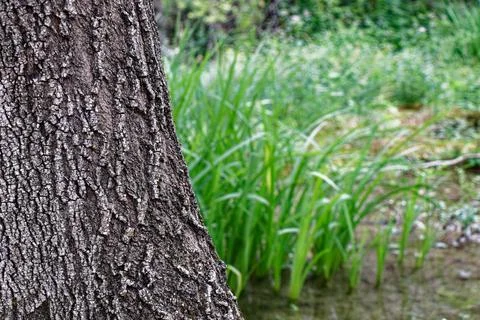 Blurred tree trunk with grass in background Stock Photos