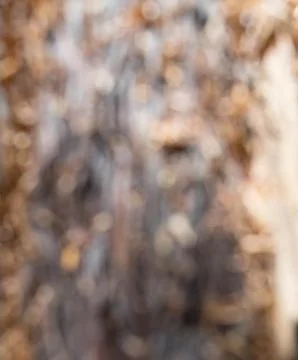 Blurred of tree trunk Stock Photos