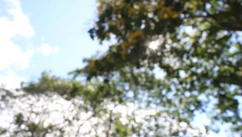 Blurred Trees and Sunlight Stock Footage 288212376