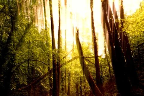 Blurred trees background Foto stock