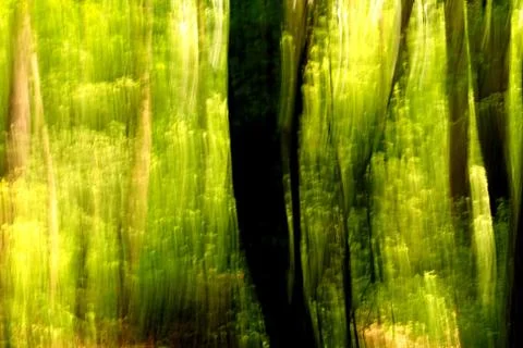 Blurred trees background Foto stock