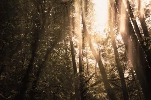 Blurred trees background Stock Photos