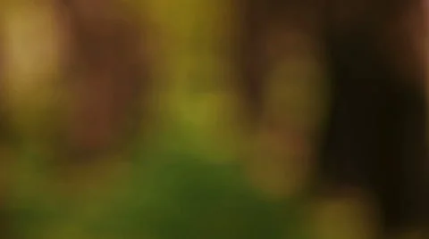 Blurred trees Stock Footage 50096755