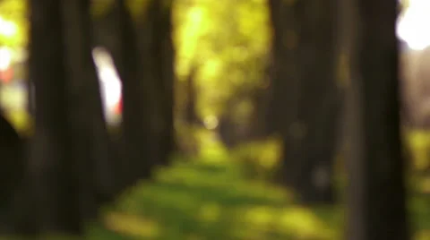 Blurred trees Stock Footage 50096821