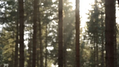 Blurred trees in a forest setting Stock Footage 93780823