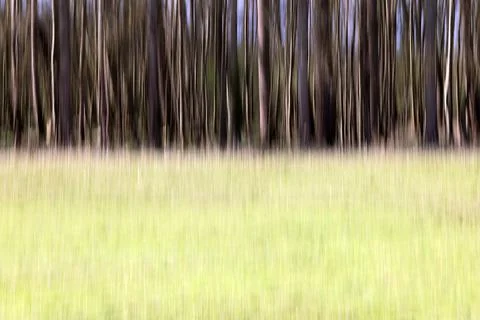 Blurred trees Stock Photos