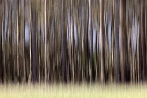 Blurred trees Stock Photos