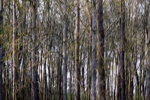 Blurred trees Stock Photos