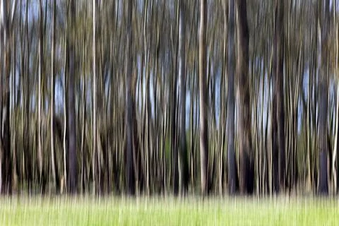 Blurred trees Stock Photos