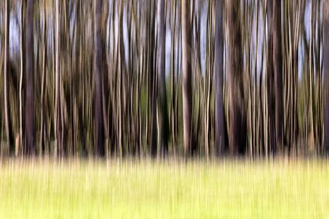 Blurred trees Stock Photos