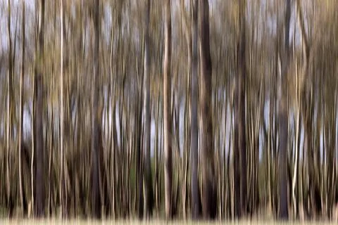 Blurred trees Stock Photos
