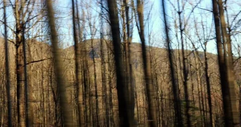 Blurred trees viewed from the side window of a moving vehicle or car. Stock Footage 276905373