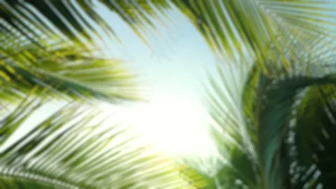 Blurred of Tropical coconut palm leaf summer background. Vídeos de archivo 149048369