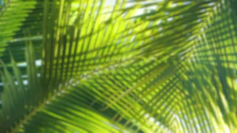 Blurred of Tropical coconut palm leaf summer background. Vídeos de archivo 149048798