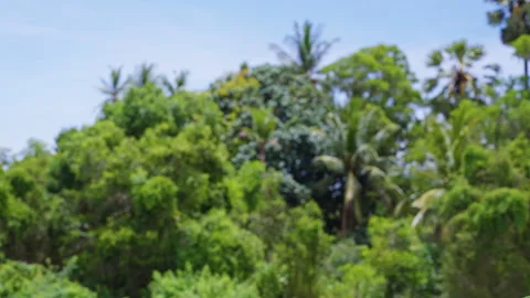 Blurred Tropical Palm Forest Background With Dense Green Vegetation and Sunny Bl Stock Footage 335239779