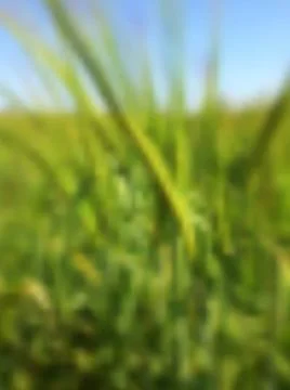 Blurred vector summer background with green rye Blurred abstract summer ba... Stockfoto's