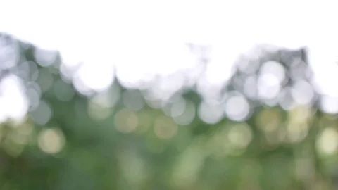 Blurred Vegetation Blowing in the Wind Bokeh Background Stock Footage 78629608