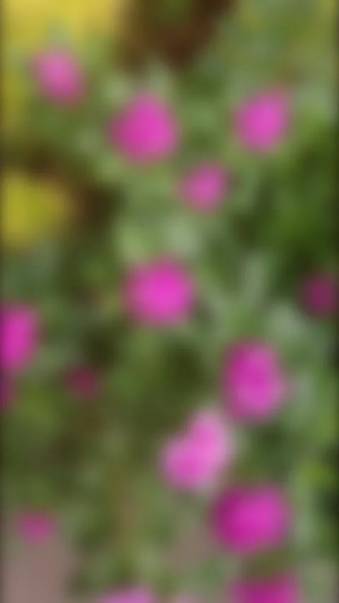Blurred video background of a Madagascar periwinkle plant with white light flare Stock-Footage 341995854