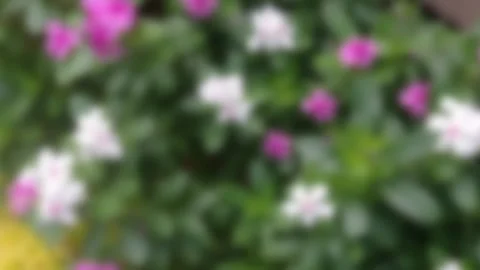 Blurred video background of a Madagascar periwinkle plant Stock-Footage 341995866