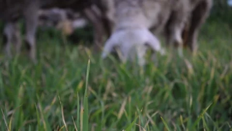 Blurred video of sheep grazing 库存影片 320176619