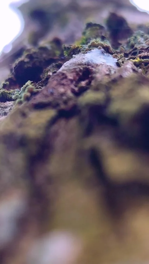 Blurred view of beautiful green moss with ant Stock Footage 306749009