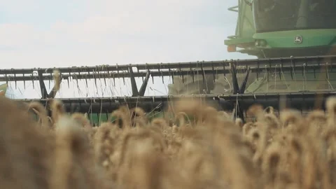 Blurred view of beautiful wheat field full of ripe ears of wheat during harvest 動画素材 207745904