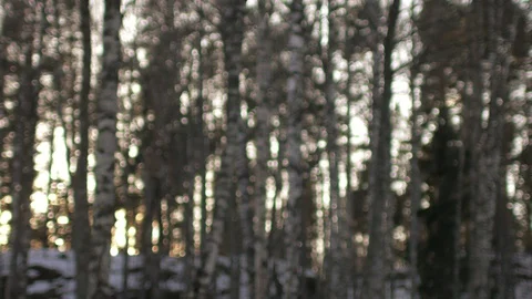 Blurred view of the birch forest Video stock 90266292