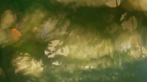 Blurred view of dewy spruce branches with sunlight creating glowing reflections Video stock 297740904