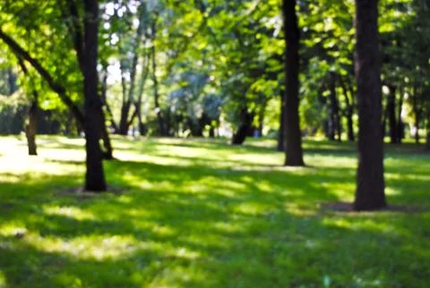 Blurred view of forest Stock Photos