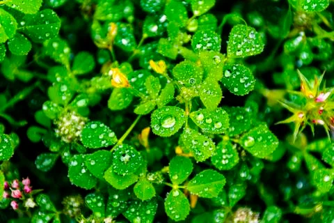 Blurred view on green spring leaves Stock Photos