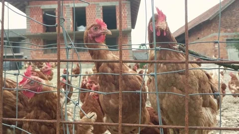 Blurred view of a group of free range chicken behind metal fence Stock Footage 134469291