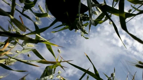 Blurred view of the horizon and the sky with clouds through in the field Stock Footage 77996305