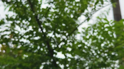 Blurred view of lush green foliage with soft bokeh effect under natural day.. Stock Footage 340052583