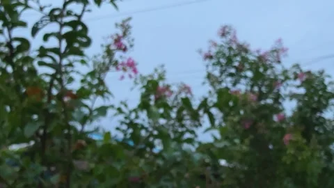 Blurred view of lush green foliage with pink flowers against a soft blue sk.. Vidéo 340052585