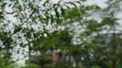 Blurred view of lush green foliage with soft focus and hints of urban struc.. Stock-Footage 340052597
