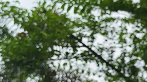 Blurred view of lush green foliage with soft focus creating an abstract nat.. Video stock 340053042