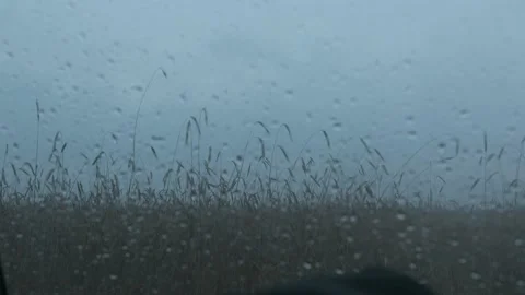 Blurred view of raindrops flowing down the glass of the car and spikelets of 库存影片 165224864