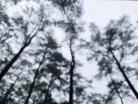 Blurred View of Tall Pine Trees from Below in a Forest Stock Photos