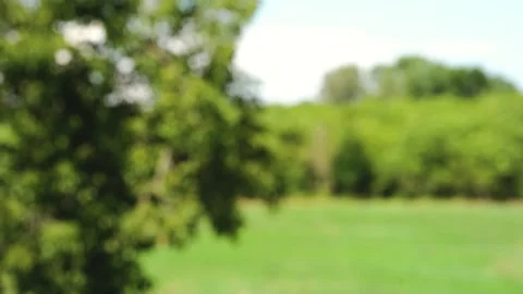 Blurred view of a tree in a green field Stock Footage 158055282