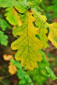 Blurred view of a yellow oak leaf. Out of focus, leaf on a tree branch. Stock Photos