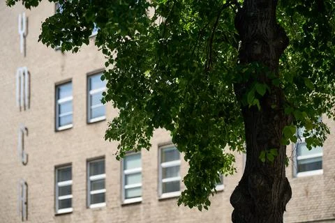 Blurred view of the YMCA brick building facade behind a sharply focused green Stock Photos
