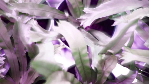 Blurred vintage looking multi color plant in slow motion graphics element Stock Footage 130214823