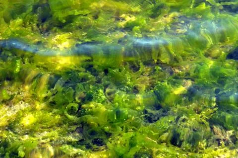 Blurred water background with algae Stock Photos